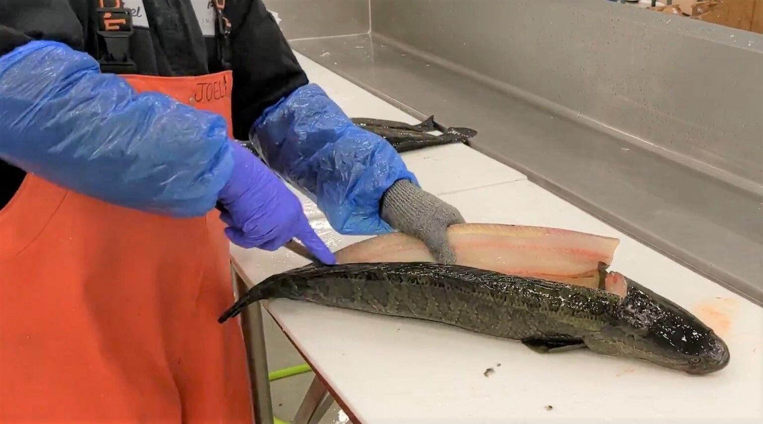Preparing snakehead for eating